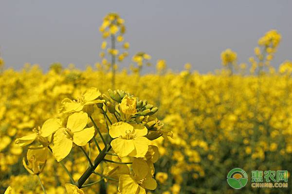 æ˜¥å­£æ²¹èœèŠ±çš„ç”°é—´ç®¡ç†è¦ç‚¹è¯¦è§£