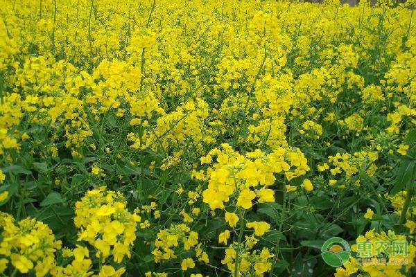 æ˜¥å­£æ²¹èœèŠ±çš„ç”°é—´ç®¡ç†è¦ç‚¹è¯¦è§£