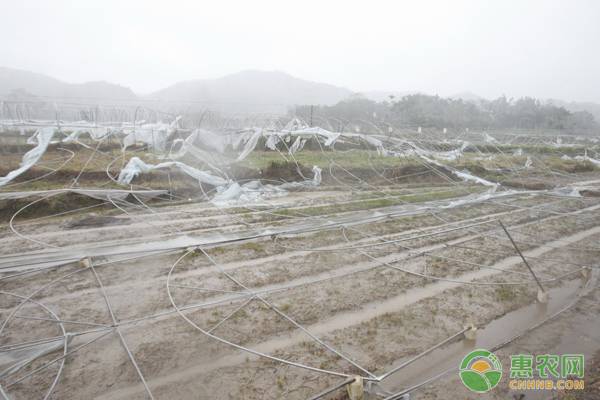 å¤§é›ªå¤©æ°”åŽå†œä½œç‰©çš„é˜²èŒƒè¦ç‚¹è¯¦è§£