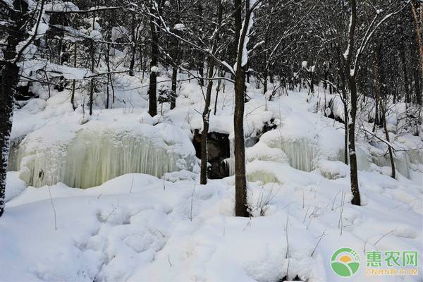 å¤§é›ªå¤©æ°”åŽå†œä½œç‰©çš„é˜²èŒƒè¦ç‚¹è¯¦è§£