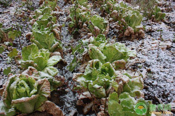 å¤§é›ªå¤©æ°”åŽå†œä½œç‰©çš„é˜²èŒƒè¦ç‚¹è¯¦è§£