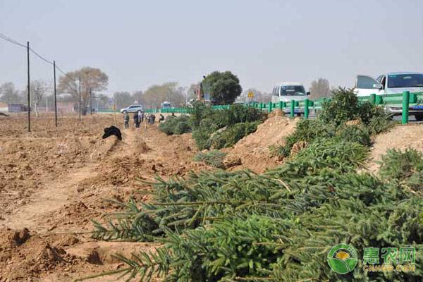 ç›ç¢±åœ°è‹—æœ¨ç§æ¤çš„ç®¡ç†æŠ€æœ¯åŠå…»æŠ¤è¦ç‚¹