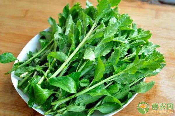 æž¸æžèœæœ‰å“ªäº›é£Ÿç”¨åŠŸæ•ˆå’Œç¦å¿Œï¼Ÿæž¸æžèœé«˜äº§æ ½åŸ¹æŠ€æœ¯