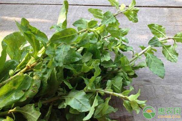 æž¸æžèœæœ‰å“ªäº›é£Ÿç”¨åŠŸæ•ˆå’Œç¦å¿Œï¼Ÿæž¸æžèœé«˜äº§æ ½åŸ¹æŠ€æœ¯