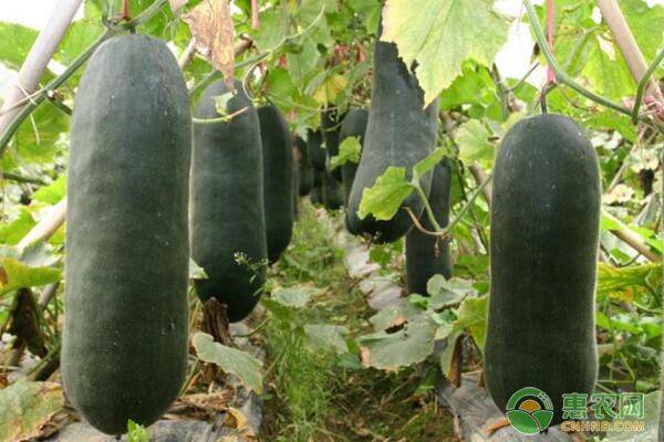 å†¬ç“œé«˜äº§ç§æ¤æŠ€æœ¯åŠç”°é—´ç®¡ç†è¦ç‚¹