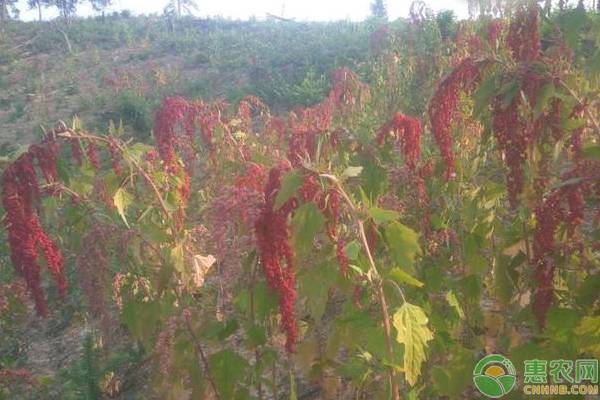 è—œéº¦çš„è¥å…»ä»·å€¼åŠç§æ¤æŠ€æœ¯è¦ç‚¹