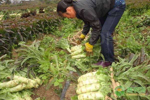 èŽ´ç¬‹çš„é«˜æ•ˆç§æ¤æŠ€æœ¯è¦ç‚¹è¯¦è§£