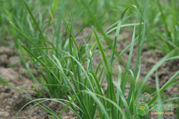 ç§æ¤éŸ­èœä¸ºä»€ä¹ˆè¦è‚²è‹—åŽç§»æ ½?