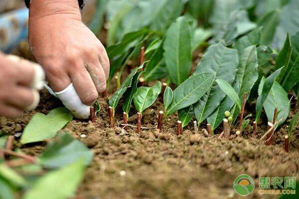 èŒ¶å¶å‡¹æ²Ÿæ·±æ ½æ³•æ ½æ¤ä¼˜åŠ¿åŠæ ½åŸ¹æŠ€æœ¯è¦ç‚¹