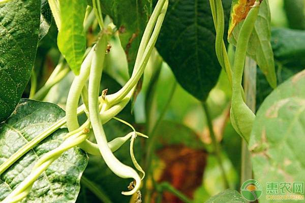 å¤§æ£šè±†è§’ç§æ¤å¸¸è§é—®é¢˜