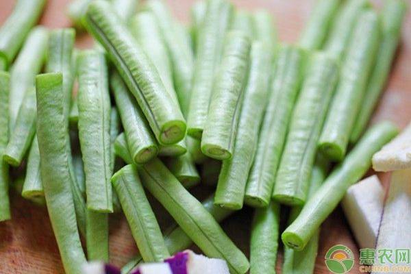 å¤§æ£šè±†è§’ç§æ¤å¸¸è§é—®é¢˜