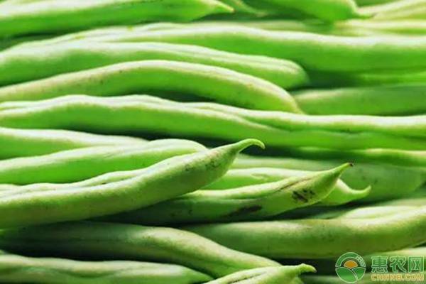 å¤§æ£šè±†è§’ç§æ¤å¸¸è§é—®é¢˜