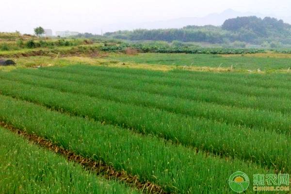 å¤§è‘±ç§æ¤æ¡ä»¶åŠæ’­ç§å®šæ¤æ–¹æ³•