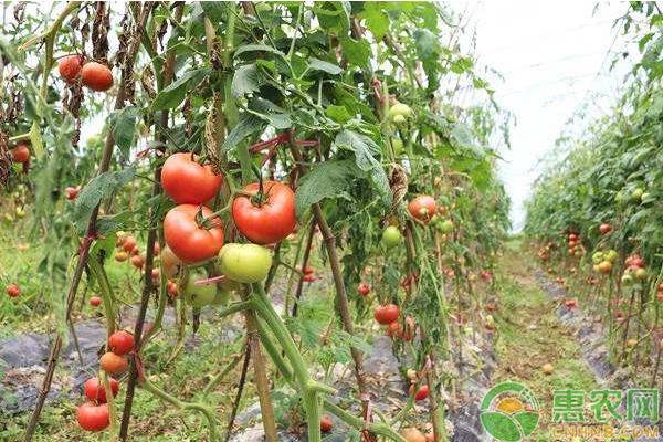 è¥¿çº¢æŸ¿é«˜äº§ç§æ¤ç®¡ç†è¦ç‚¹