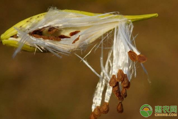 ç‰›çš®æ¶ˆè¯ç”¨ä»·å€¼ã€å½¢æ€ç‰¹æ€§ã€æ ½åŸ¹æŠ€æœ¯ã€ç—…è™«å®³é˜²æ²»