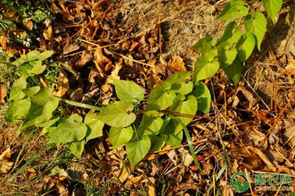 ç‰›çš®æ¶ˆè¯ç”¨ä»·å€¼ã€å½¢æ€ç‰¹æ€§ã€æ ½åŸ¹æŠ€æœ¯ã€ç—…è™«å®³é˜²æ²»