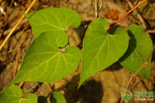 ç‰›çš®æ¶ˆè¯ç”¨ä»·å€¼ã€å½¢æ€ç‰¹æ€§ã€æ ½åŸ¹æŠ€æœ¯ã€ç—…è™«å®³é˜²æ²»