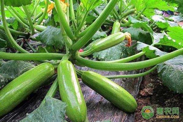 ç“œæžœè”¬èœç—…æ¯’ç—…çš„ç—‡çŠ¶ã€ä¼ æ’­é€”å¾„åŠé˜²æ²»æŽªæ–½