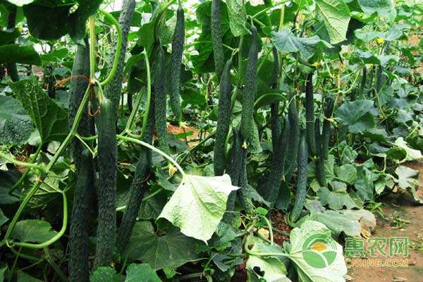 ç“œæžœè”¬èœç—…æ¯’ç—…çš„ç—‡çŠ¶ã€ä¼ æ’­é€”å¾„åŠé˜²æ²»æŽªæ–½