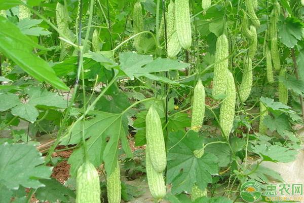 ç“œæžœè”¬èœç—…æ¯’ç—…çš„ç—‡çŠ¶ã€ä¼ æ’­é€”å¾„åŠé˜²æ²»æŽªæ–½