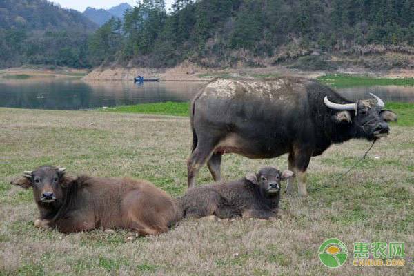 æ˜¥å­£è‚‰ç‰›çš„å…»æ®–ç®¡ç†è¦ç‚¹