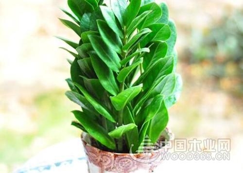 Money tree breeding method