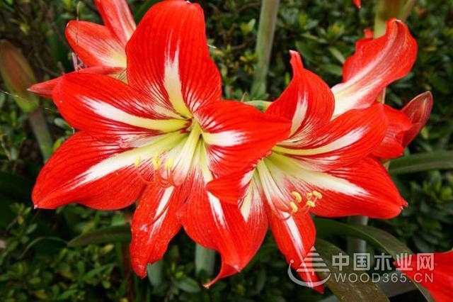 Red and hot family flower culture plant introduction