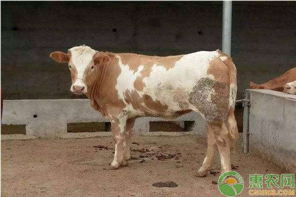 è¥¿å—å±±åŒºè‚‰ç‰›è¶Šå†¬é¥²å…»ç®¡ç†æŽªæ–½