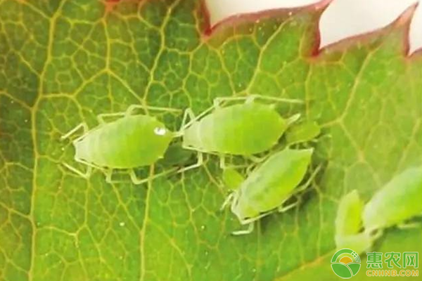 èšœè™«çš„å±å®³ç—‡çŠ¶ã€ç‰¹æ€§åŠé˜²æ²»æ–¹æ³•