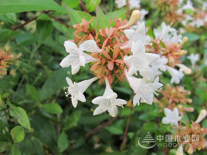 Big flower six-way wood planting methods and precautions