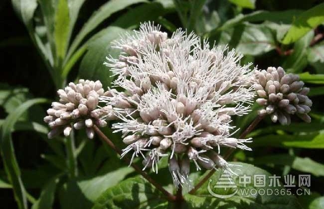 Zelan's efficacy and function