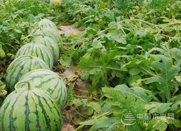 Datian watermelon planting technology introduction