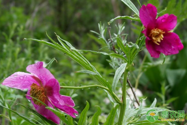 å·èµ¤èŠæ¤ç‰©å­¦ç‰¹æ€§ã€å‰æ™¯å±•æœ›ã€æ ½åŸ¹æ–¹æ³•