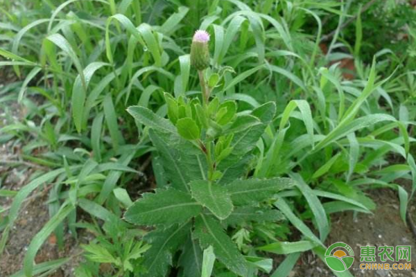 åˆºå„¿èœæœ‰å“ªäº›åŠŸæ•ˆä½œç”¨ï¼Ÿåˆºå„¿èœäººå·¥ç§æ¤æŠ€æœ¯