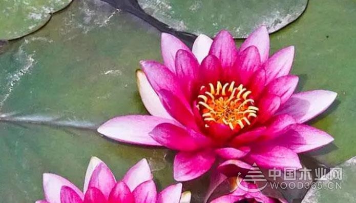 Red water lily culture method