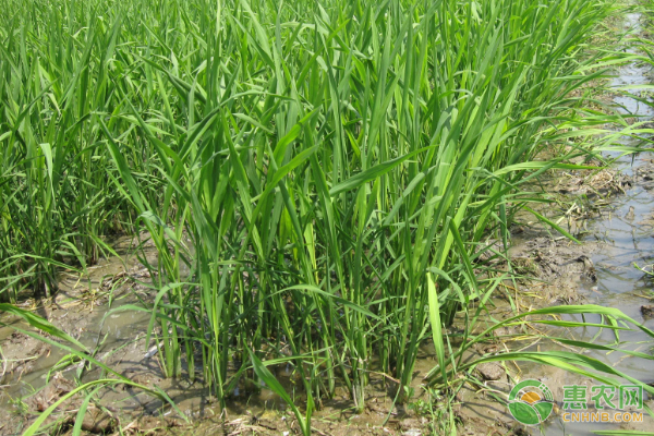 èŒ­ç™½åå­£èŠ‚ç§æ¤æŠ€æœ¯åŠæ—¥å¸¸ç®¡ç†è¦ç‚¹