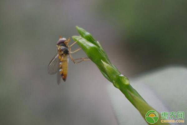 å¦‚ä½•åˆ©ç”¨å¤©æ•Œæ˜†è™«ï¼Ÿéœ€æ³¨æ„ä»€ä¹ˆï¼Ÿå¸¸è§å¤©æ•Œæ˜†è™«ç§ç±»