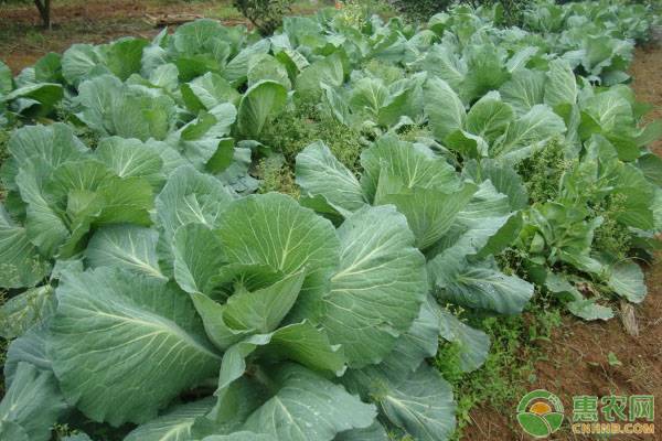 4æœˆä»½è”¬èœç§æ¤å¤§å…¨ï¼Œå†œæˆ·å¿…çœ‹ï¼