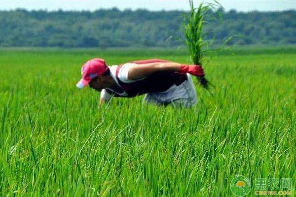 åœŸå£¤é™¤è‰å‰‚ä»€ä¹ˆæ—¶å€™å–·æ–½ä¸ºå®œï¼ŸåœŸå£¤é™¤è‰è¯æ•ˆå½±å“å› ç´ 