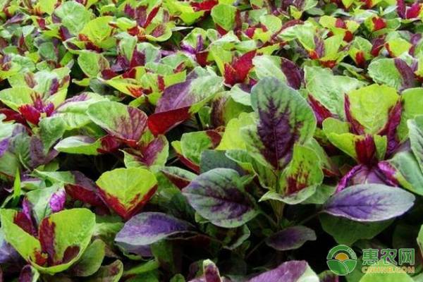 é˜³å°è‹‹èœçš„ç§æ¤æ–¹æ³•å’Œå…»æŠ¤è¦ç‚¹