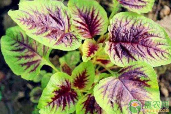 é˜³å°è‹‹èœçš„ç§æ¤æ–¹æ³•å’Œå…»æŠ¤è¦ç‚¹