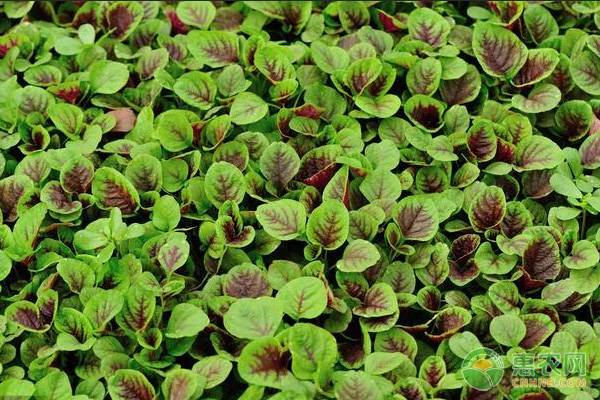 é˜³å°è‹‹èœçš„ç§æ¤æ–¹æ³•å’Œå…»æŠ¤è¦ç‚¹