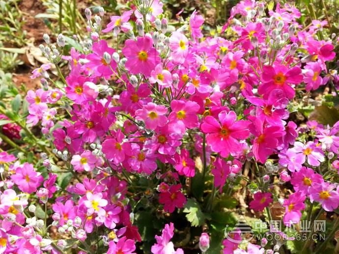 Flower language introduction of cherry blossom grass