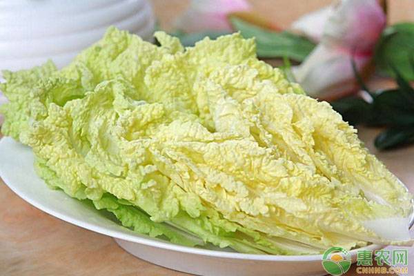 æ£šå®¤å¨ƒå¨ƒèœç§æ¤è¦ç‚¹åŠå¸¸è§ç—…è™«å®³