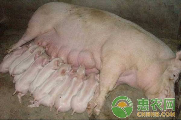 æ¯çŒªåŽ‹æ­»ä»”çŒªçš„åŽŸå› åŠé¢„é˜²æŽªæ–½