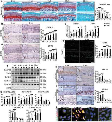 Advances in autophagy and apoptosis signals of osteoarthritic chondrocytes