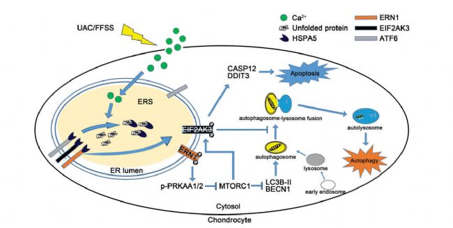 Advances in autophagy and apoptosis signals of osteoarthritic chondrocytes