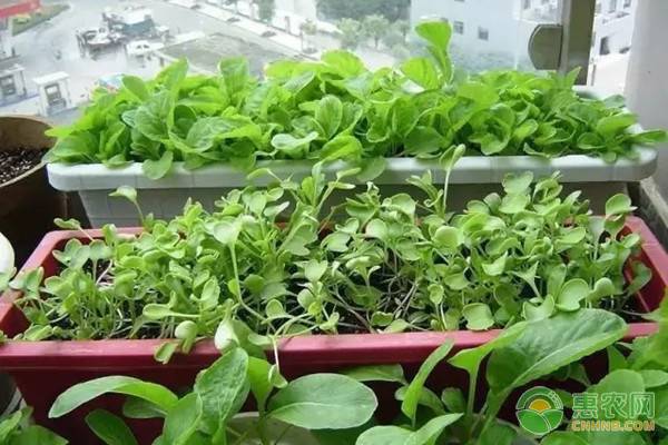 å®¶åº­ç§èœé©±é™¤é¸Ÿç±»çš„æœ‰æ•ˆæ–¹æ³•