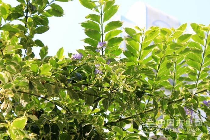 Growth process of false leaf forsythia