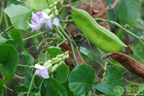 åˆ€è±†ç§æ¤æ—¶é—´ä¸Žæ ½åŸ¹æŠ€æœ¯è¦ç‚¹